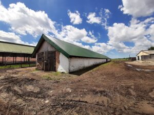 Lemezfedés kialakítása meglévő nádtetőre gazdasági épületen, istállón