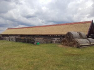 Régi hodály nádtető fedéssel, állattartásra használt gazdasági épület